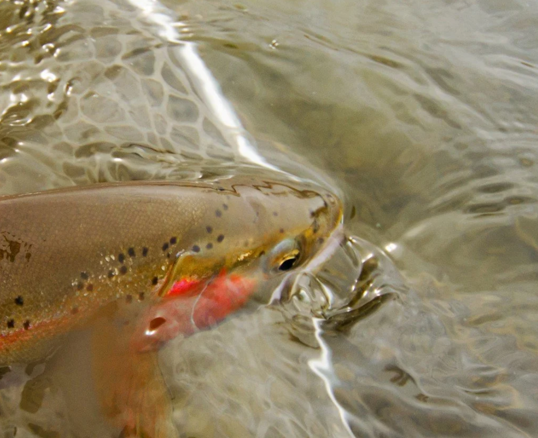 A close up of a fish in the water.