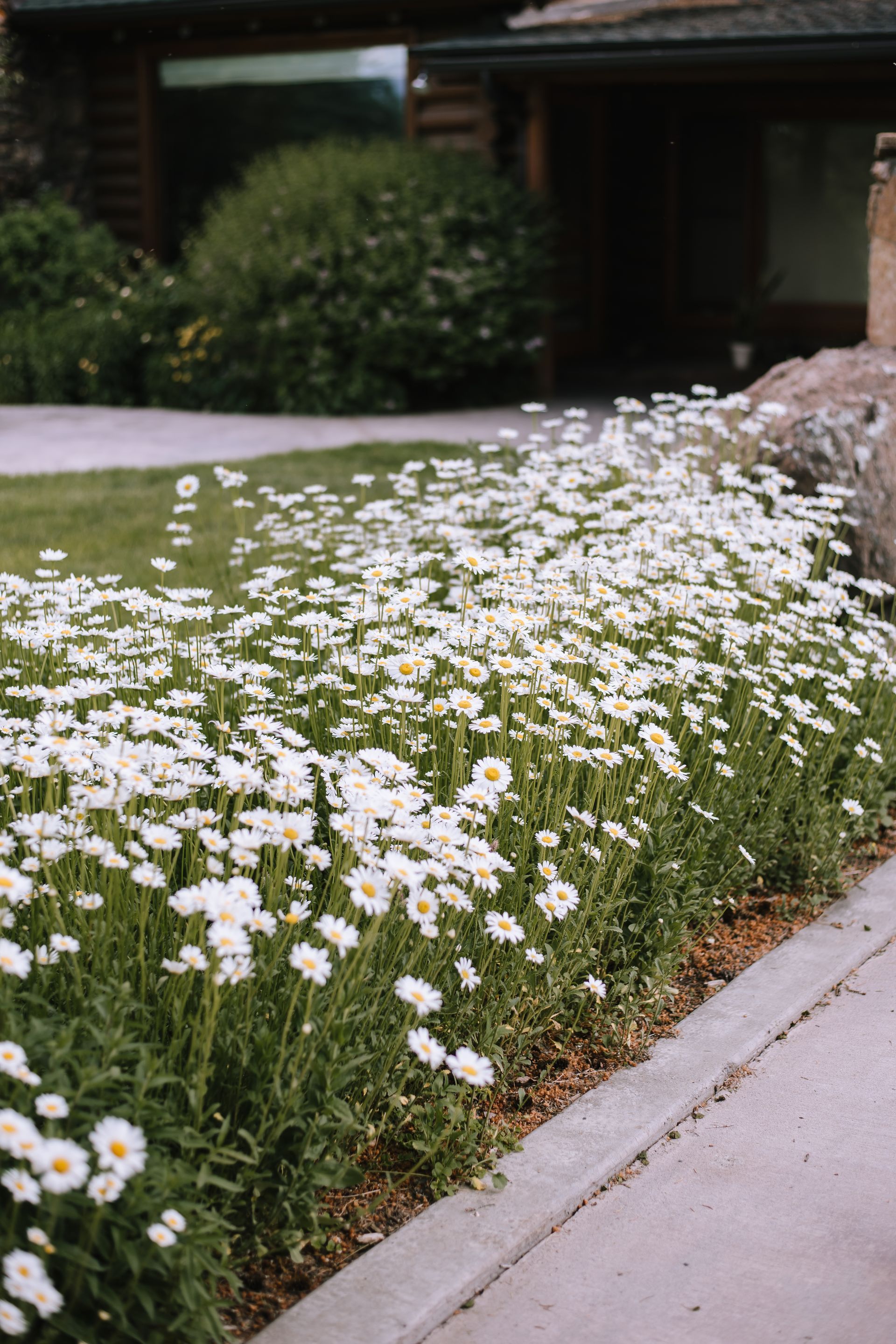 beautiful flowers at El Western 
