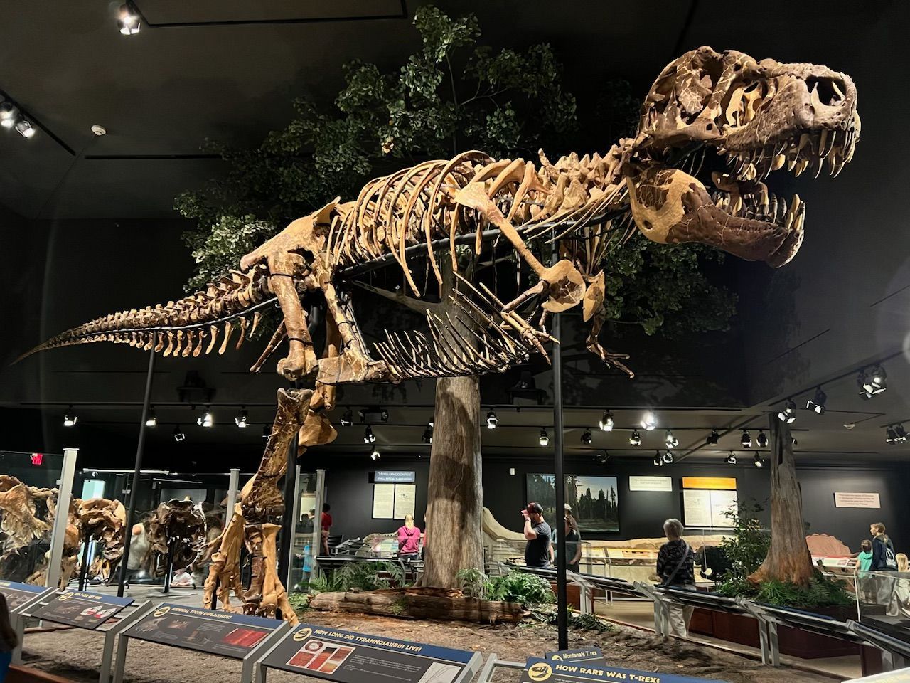 A large dinosaur skeleton is on display in a museum.