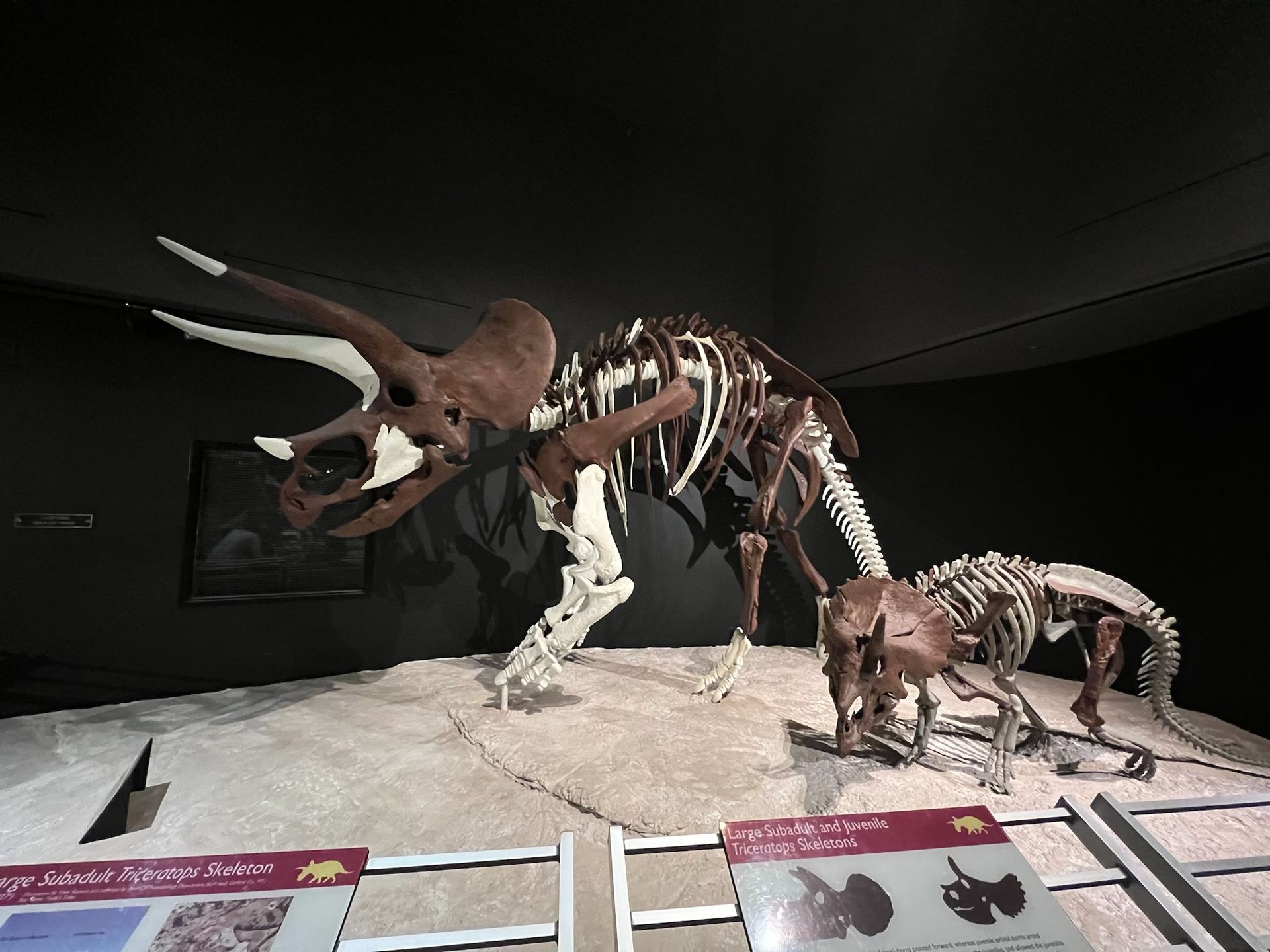 A triceratops skeleton is on display in a museum