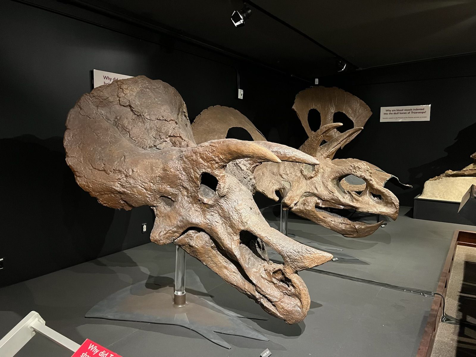 Two dinosaur skulls are on display in a museum.