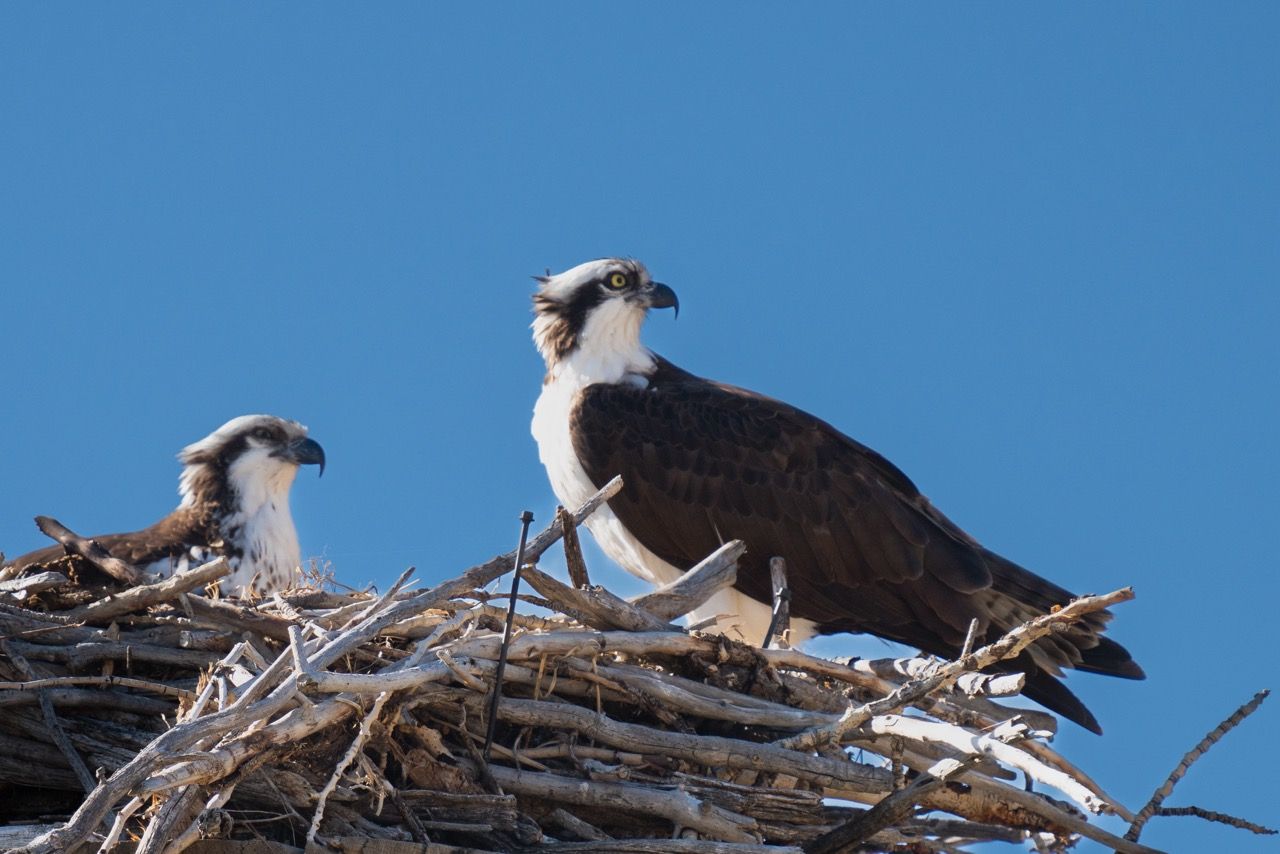 Two ospreys are sitting in a nest on top of a pile of branches.