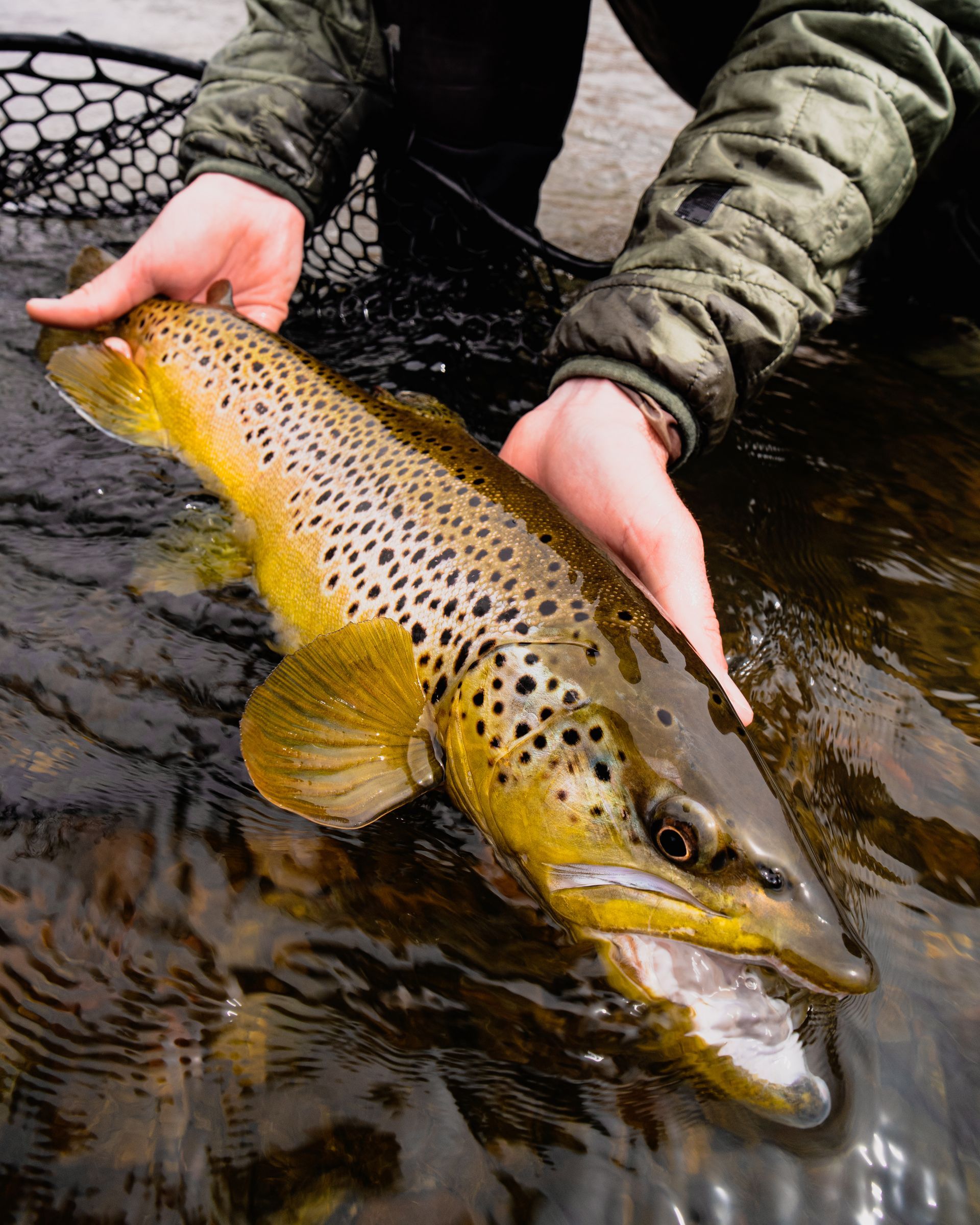A person is holding a brown trout in their hands in the water.