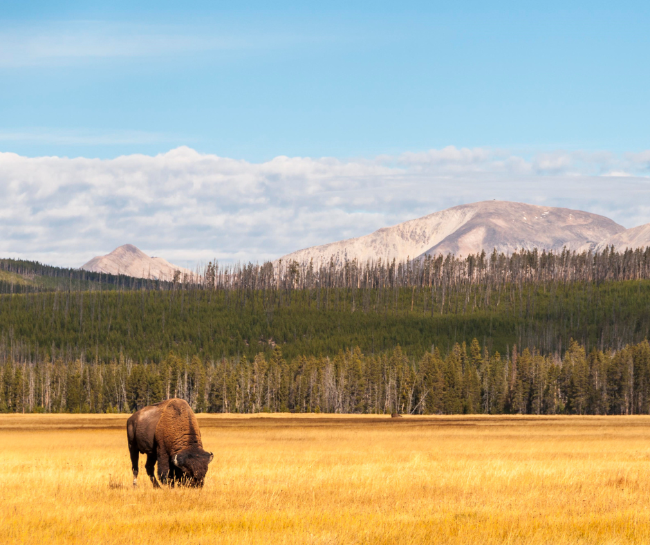 A bison grazing in a field with mountains in the background