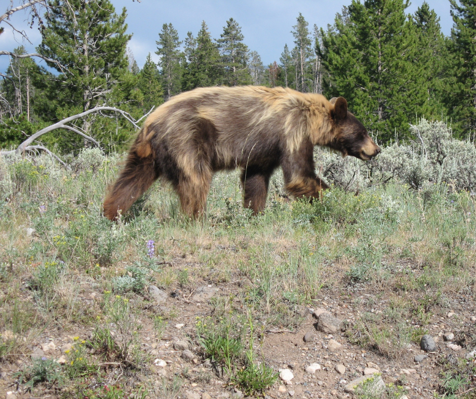 A brown bear is walking through a grassy field