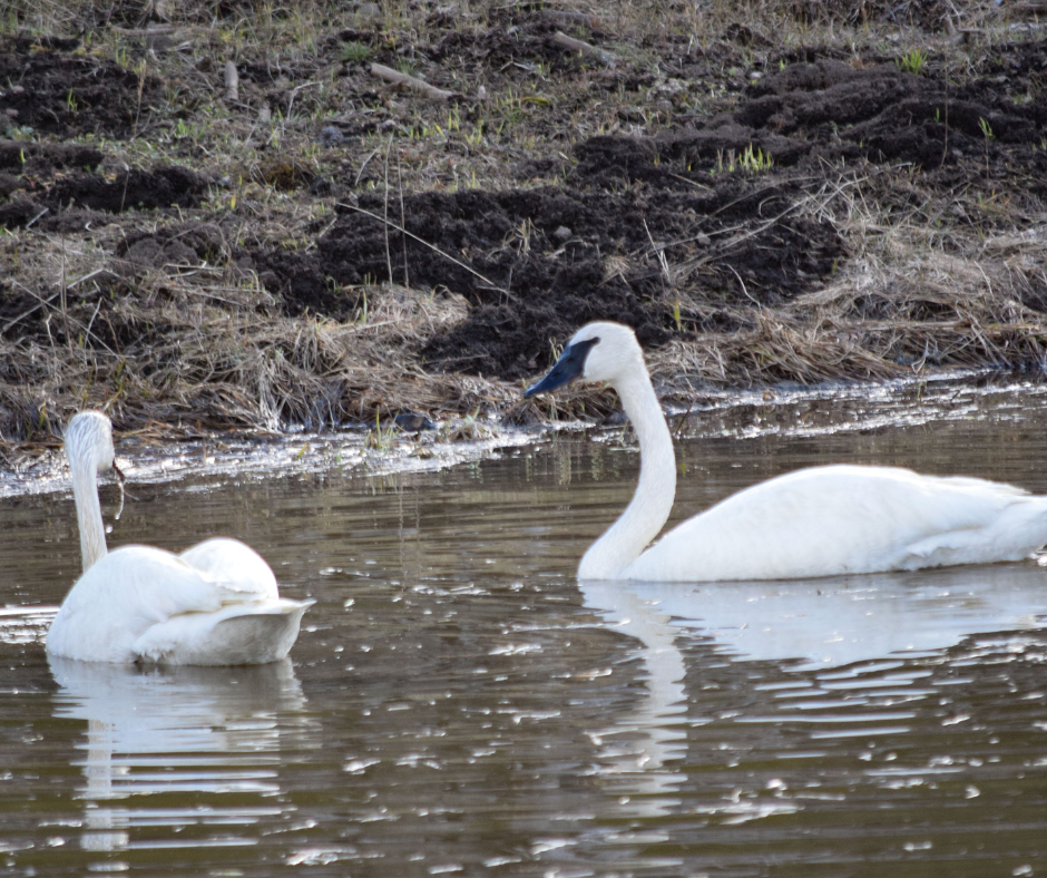 Two white swans are swimming in a body of water