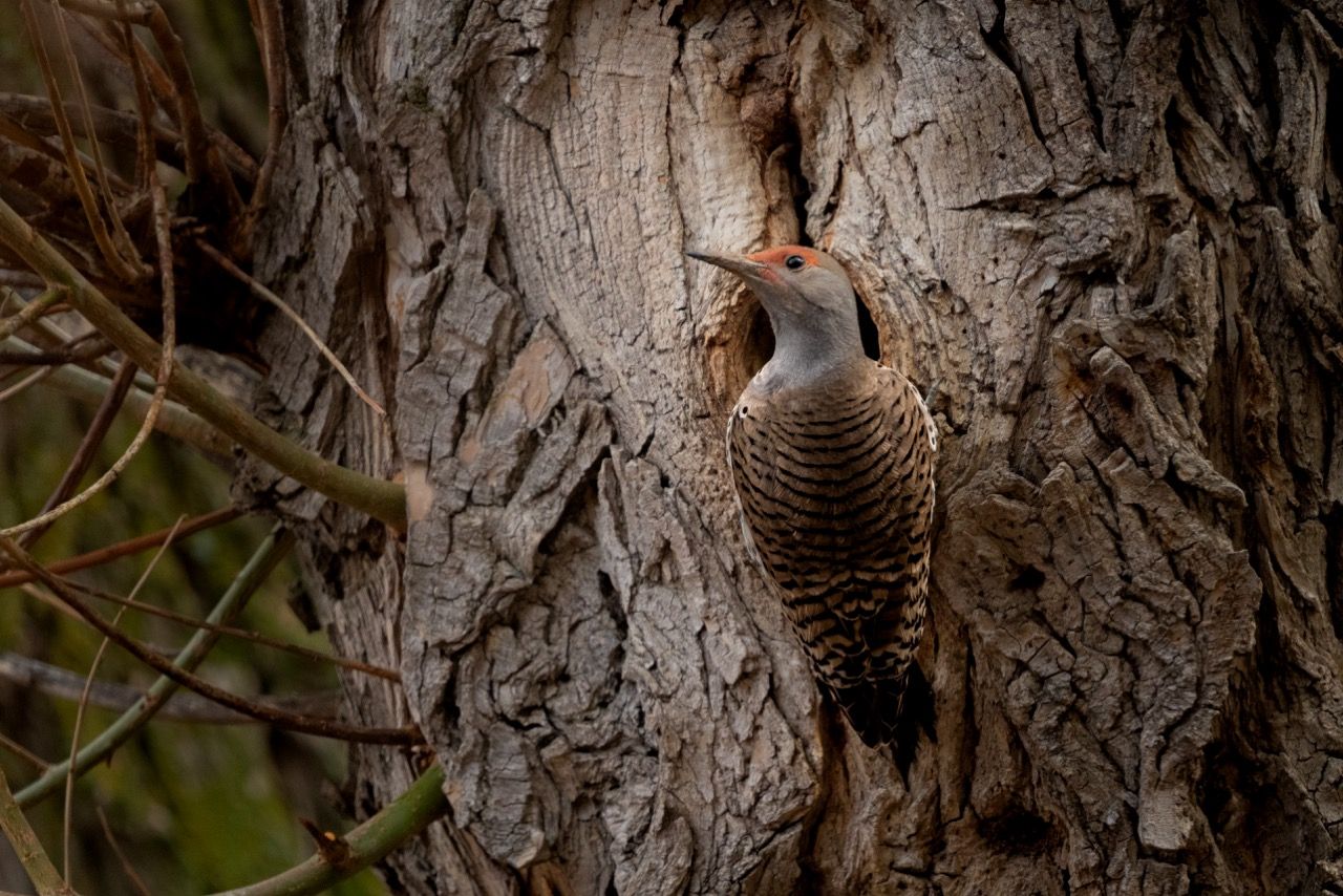 A woodpecker is perched on the side of a tree.