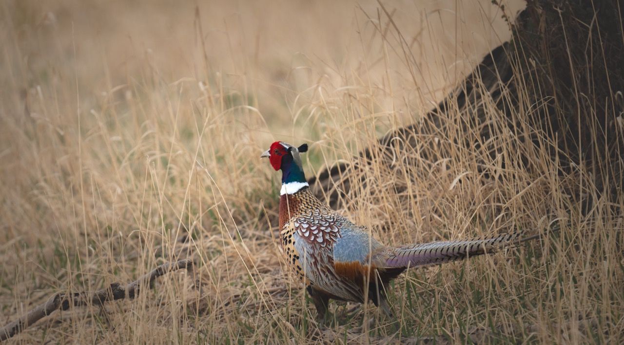 A pheasant is standing in a field of tall grass.