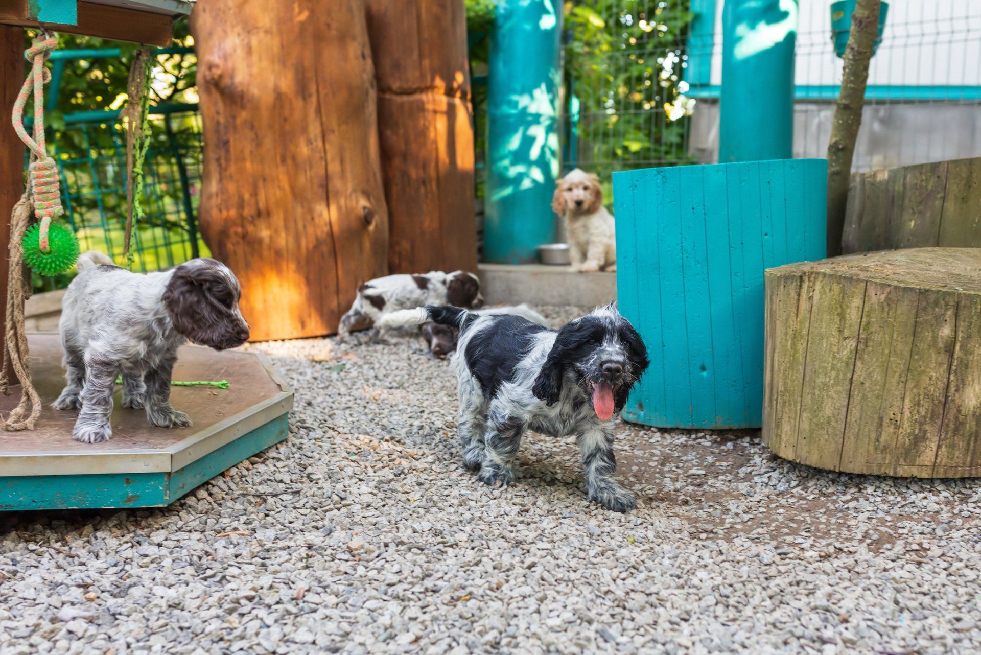 Indoor Public Dog Park — Long Island, NY — Earth Dog Inc.