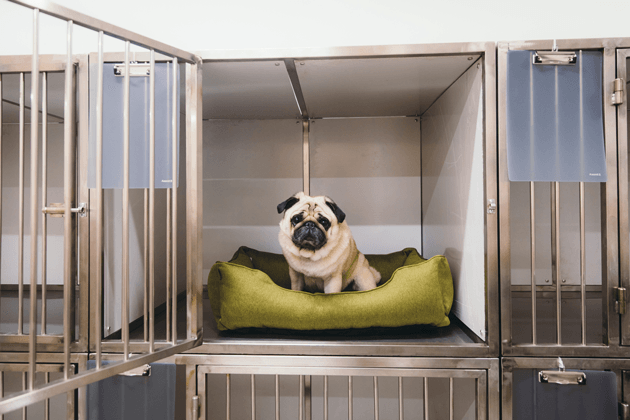 Dog and Cat Boarding — Long Island, NY — Earth Dog Inc.