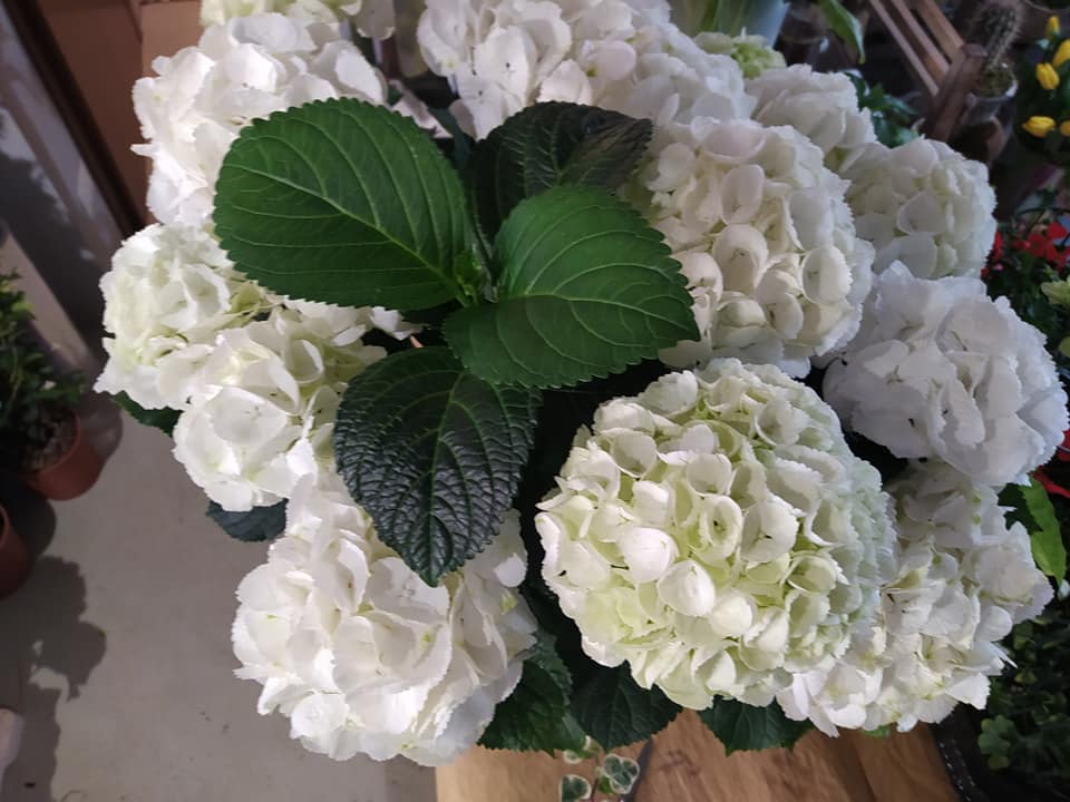 Articoli regalo con piantina