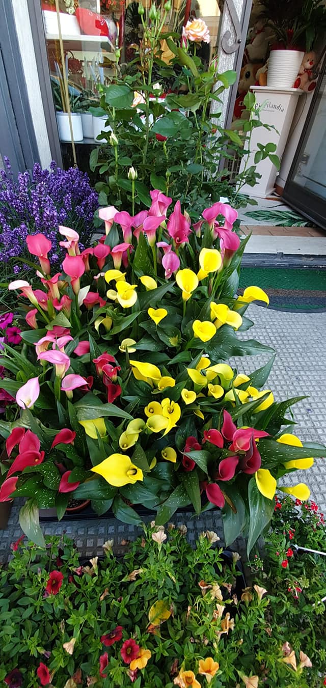 Composizioni floreali