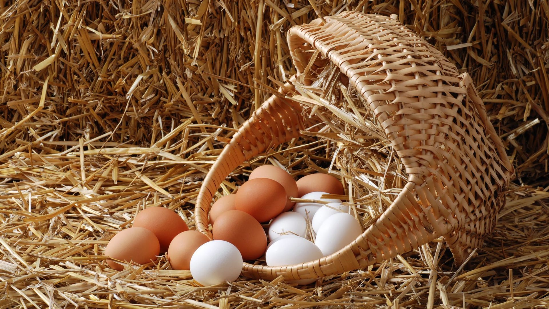 Phoebe Venable: Egg idiom is good advice for investors
 - CapWealth Financial Advisors in Franklin, TN