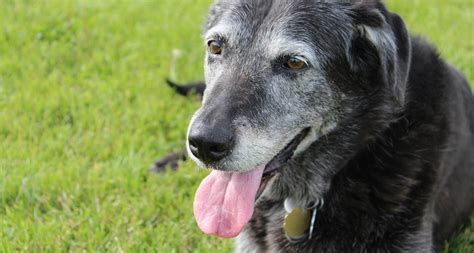 Een oudere hond met een roze tong ligt in het gras.