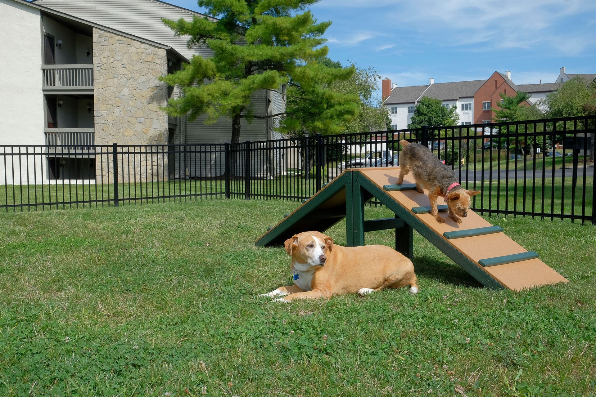 Two dogs in a fenced apartment community dog park; one on a ramp.