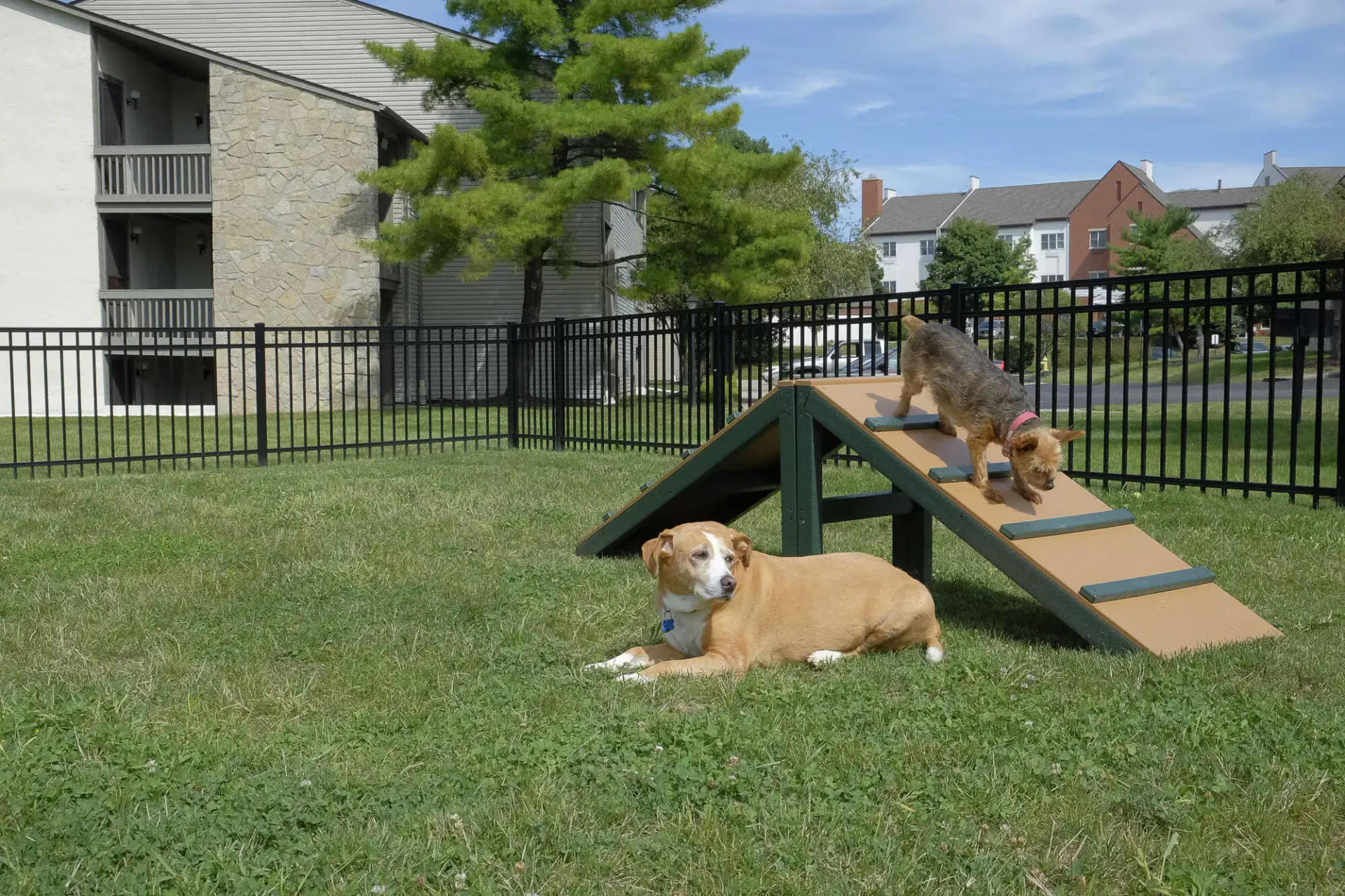 Two dogs on a small ramp in a fenced grassy apartment community courtyard.
