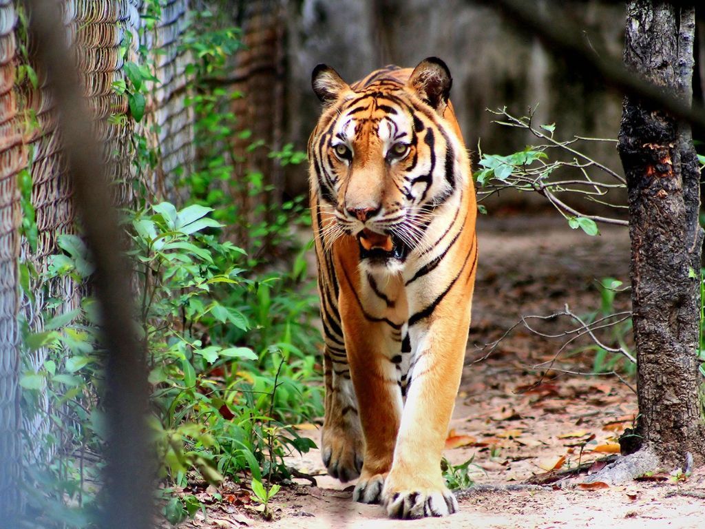  Phnom Tamao Wildlife Center & Buddha Kiri Cambodia private Day Tour from Phnom Penh