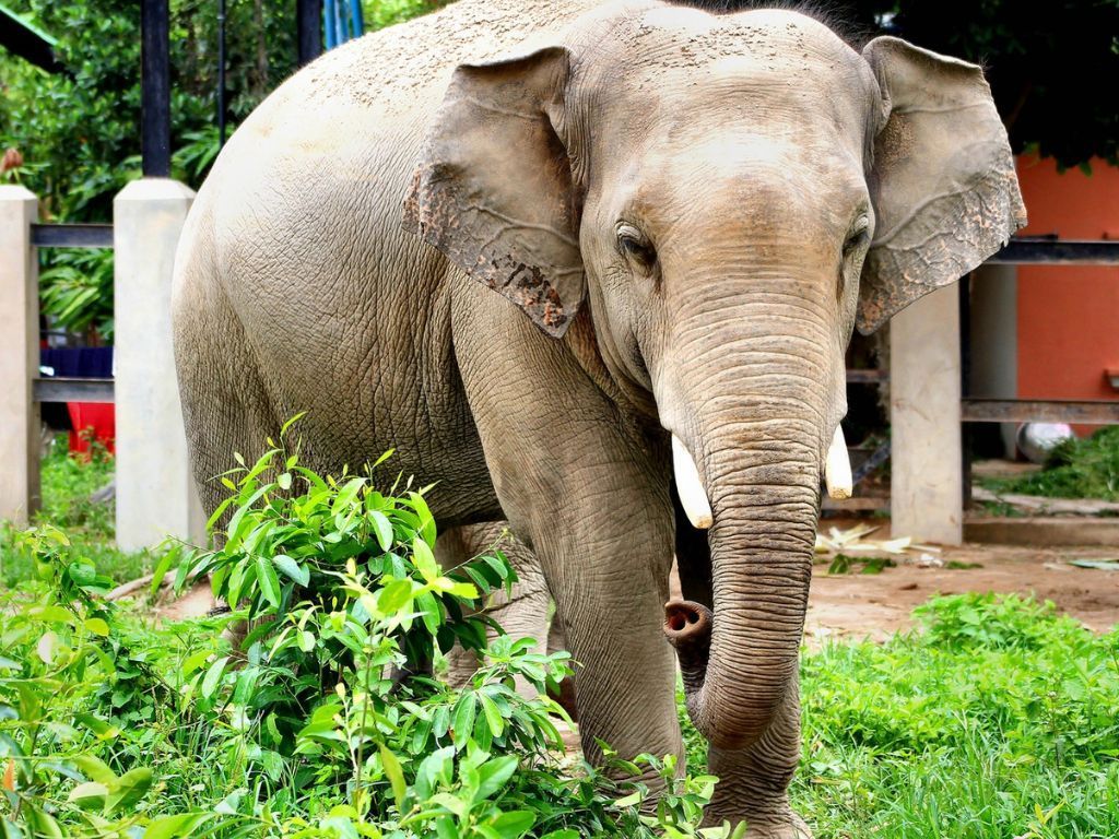  Phnom Tamao Wildlife Center & Buddha Kiri Cambodia private Day Tour from Phnom Penh