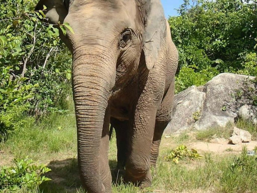  Phnom Tamao Wildlife Center & Buddha Kiri Cambodia private Day Tour from Phnom Penh