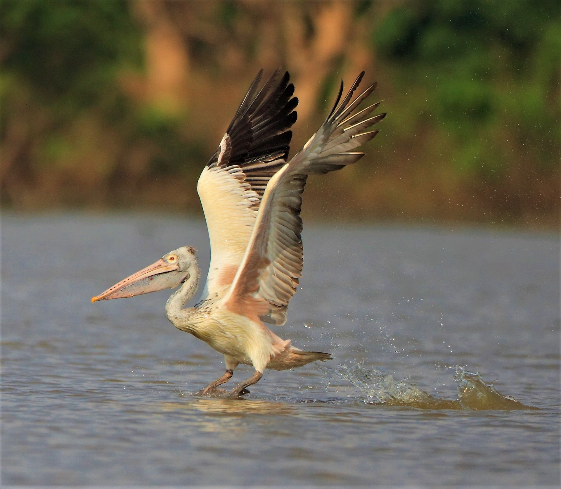 Private boat tour through Prek Toal Bird Sanctuary and Tonle Sap Floating Village, showcasing birds, wetlands, and local life.