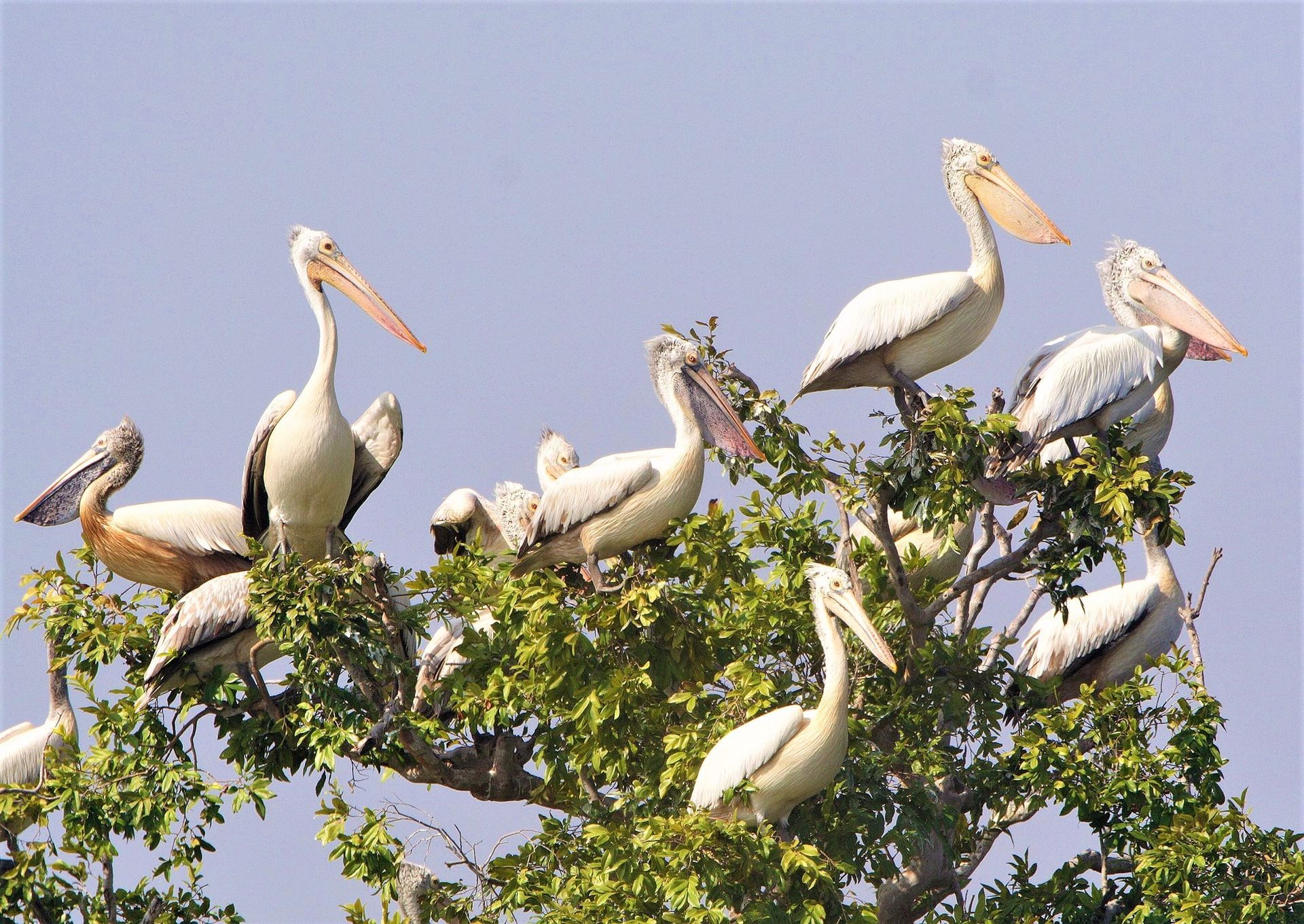 Private boat tour through Prek Toal Bird Sanctuary and Tonle Sap Floating Village, showcasing birds, wetlands, and local life.