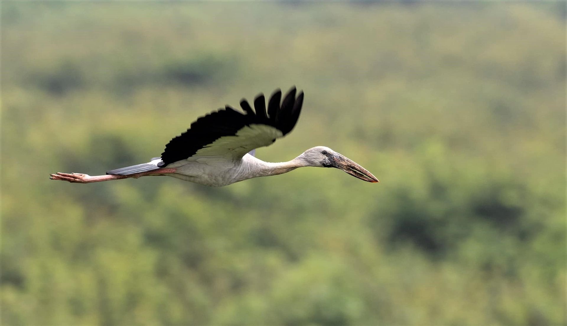 Private boat tour through Prek Toal Bird Sanctuary and Tonle Sap Floating Village, showcasing birds, wetlands, and local life.