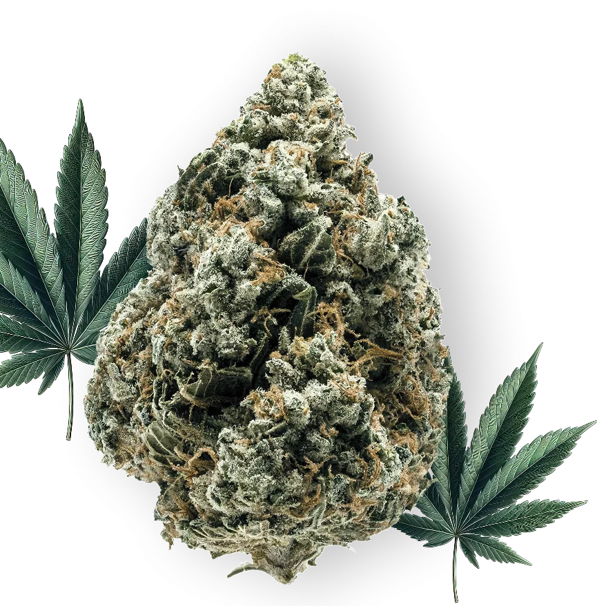 A large cannabis bud surrounded by two marijuana leaves, on a white background.