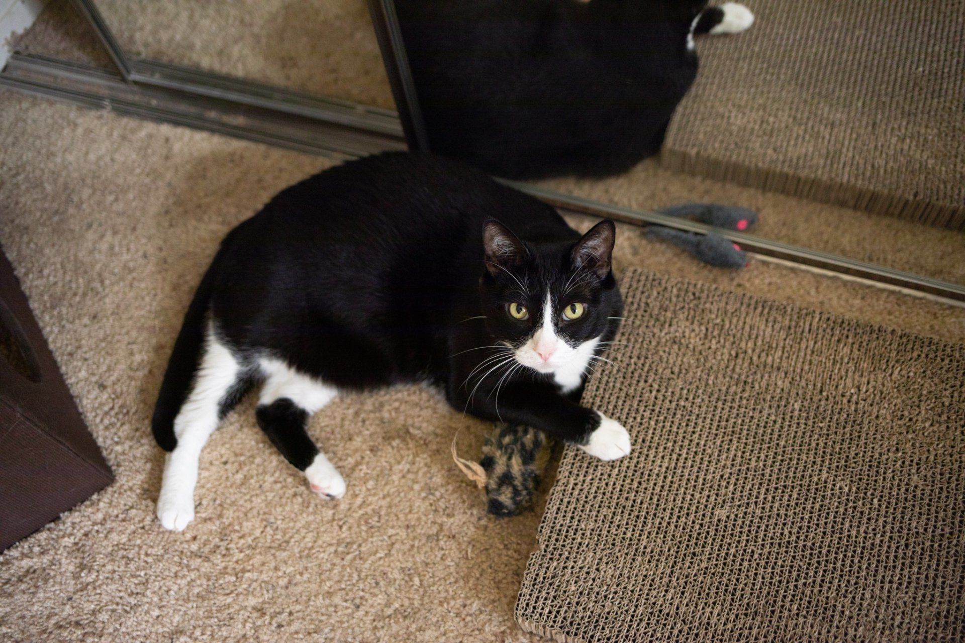 cats by the coast cat sitting gallery