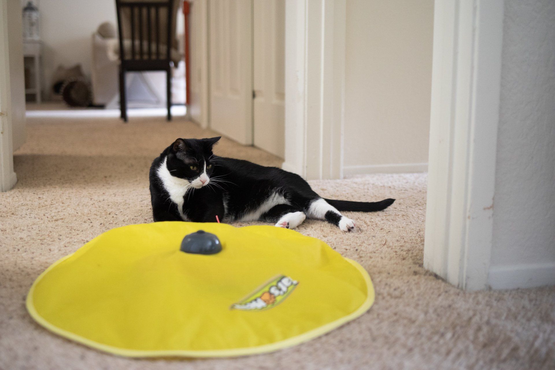 cats by the coast cat sitting gallery