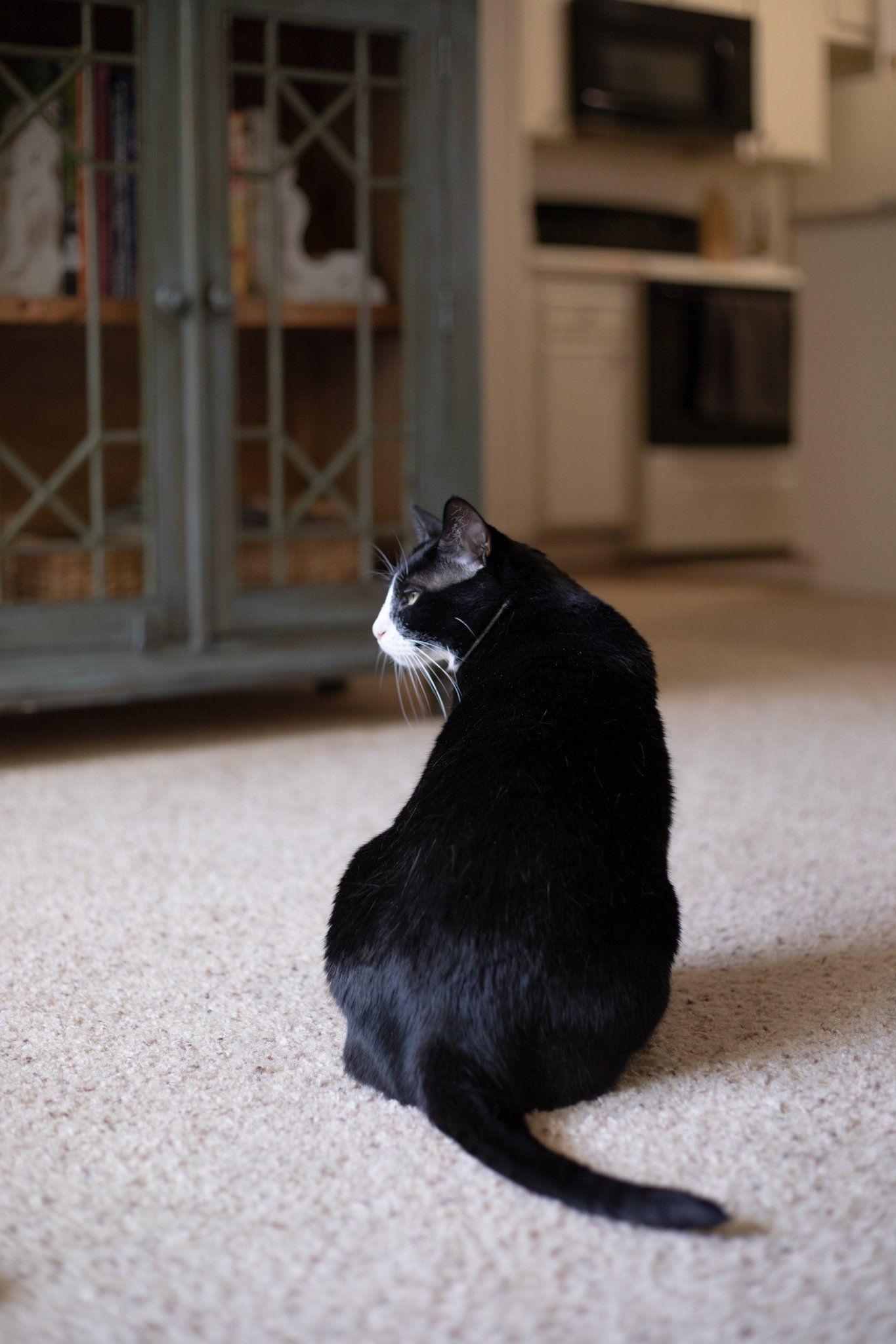 cats by the coast cat sitting gallery