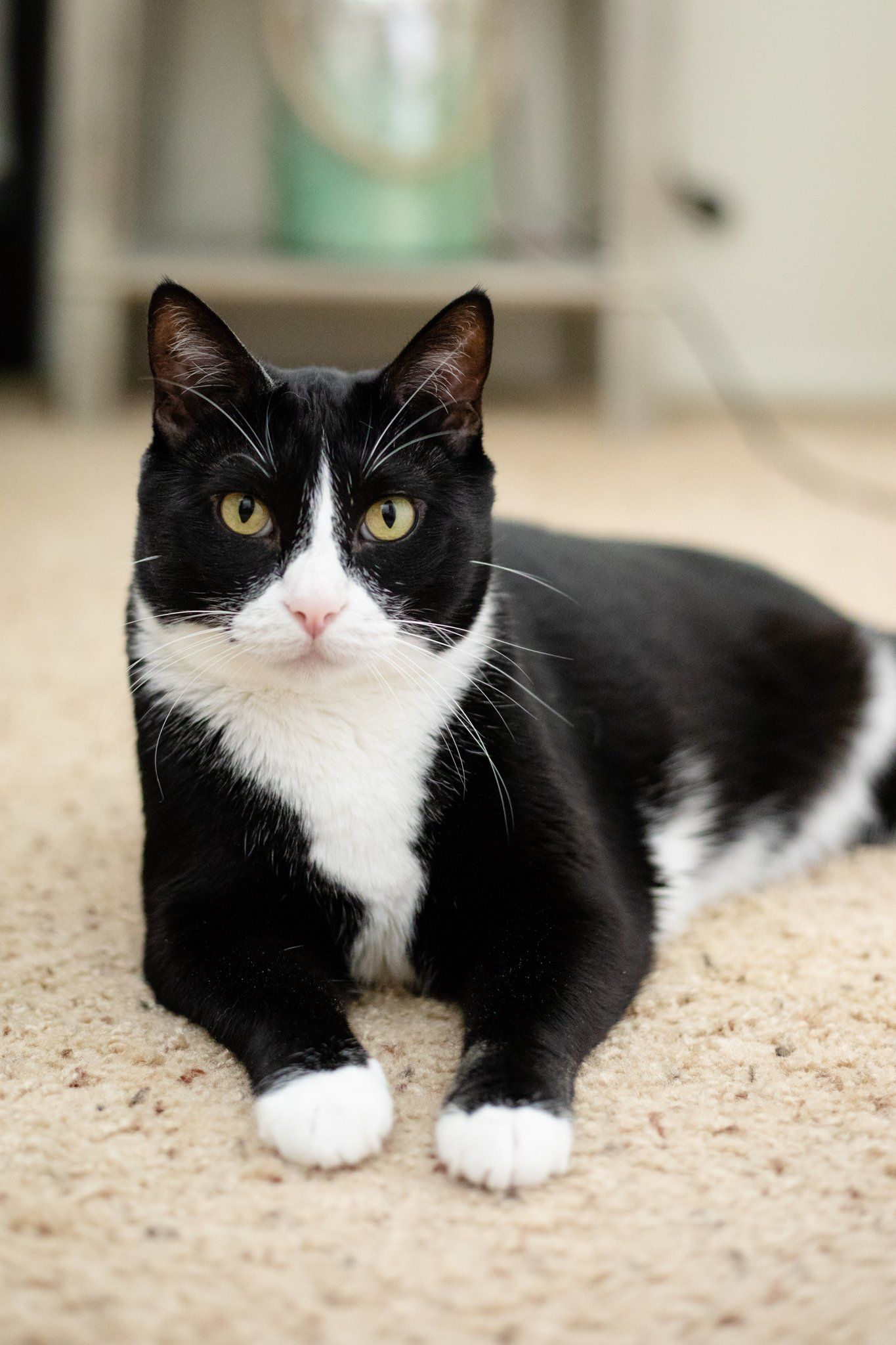 cats by the coast cat sitting gallery