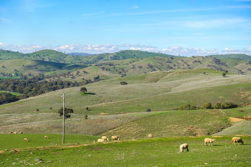Typical Australian Rural Landscape - Sheep Grazing On Green Field With Mountains In Distance From Gundagai — Professional Pool Builder in Gundagai, NSW