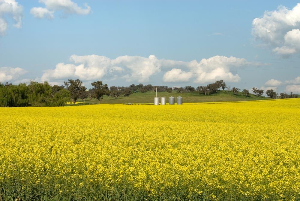 A Canola Crop, In Full Spring Flower Near Cootamundra — Professional Pool Builder in Cootamundra, NSW