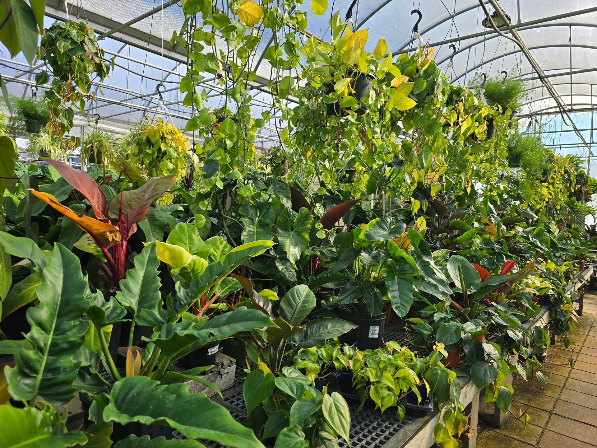 perfect houseplant picks