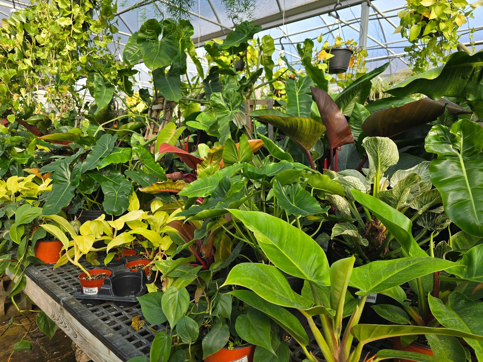 A greenhouse filled with many different types of houseplants