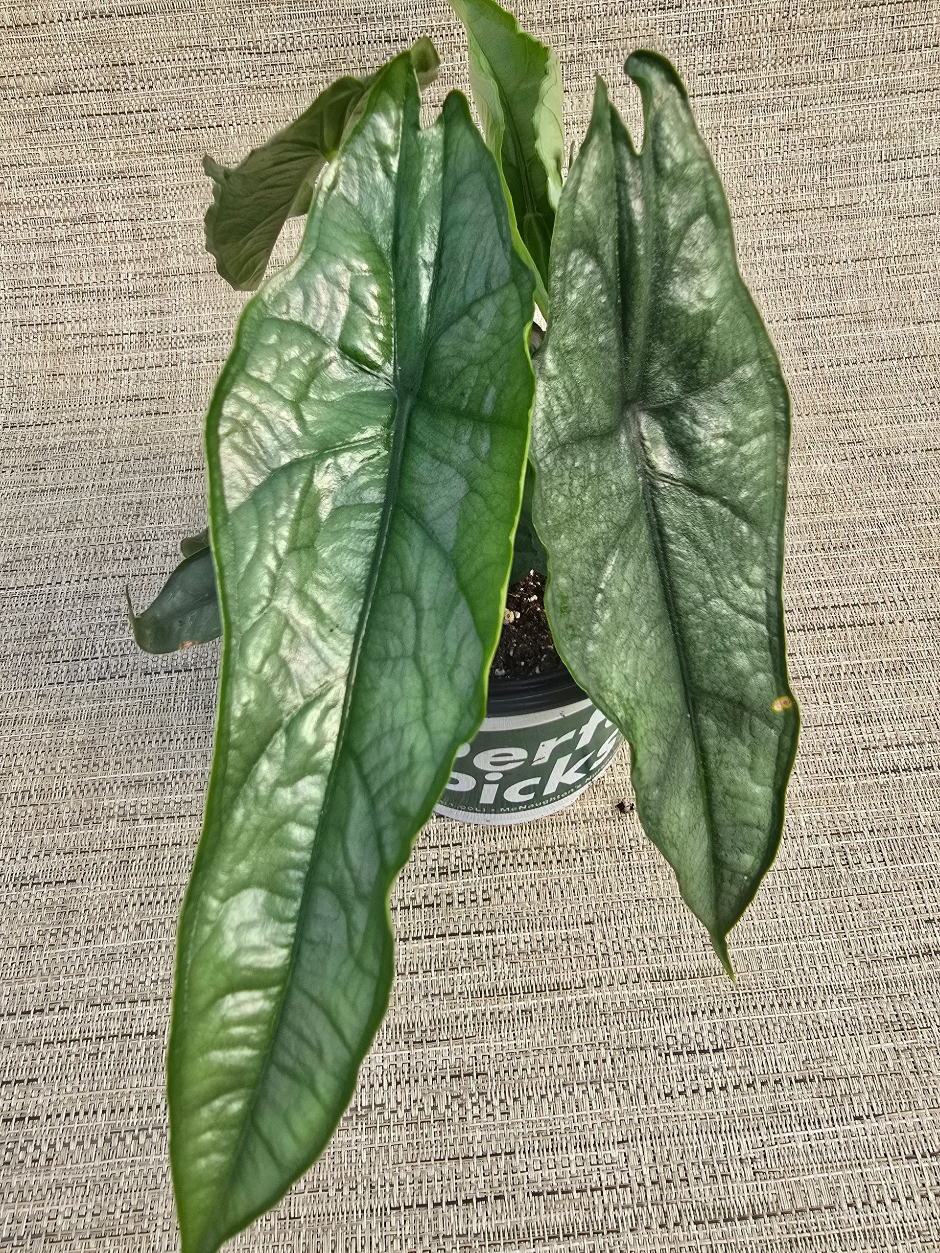 A small potted plant with green leaves is sitting on a carpet.