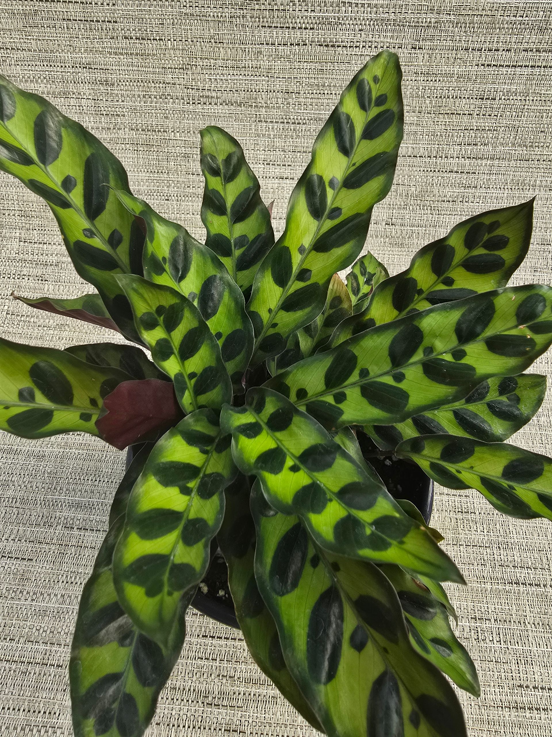 A plant in a pot that says perfect picks on it