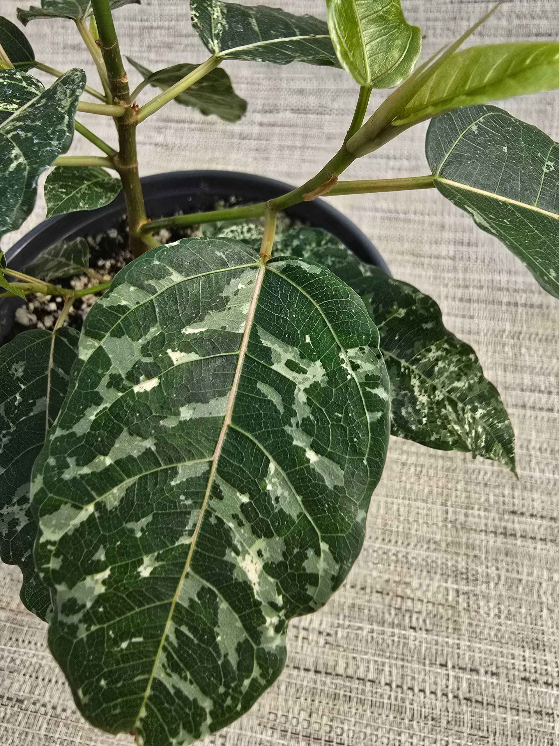 A small plant in a pot is sitting on a table.