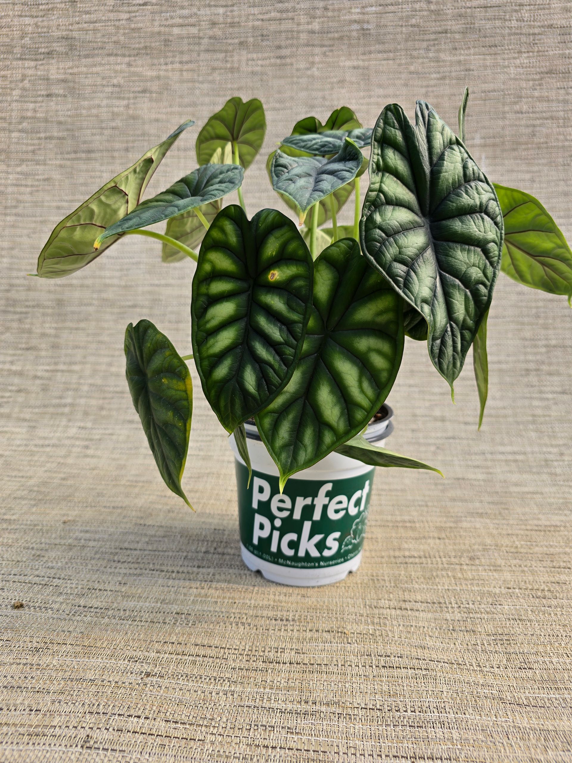 A plant in a pot that says perfect picks