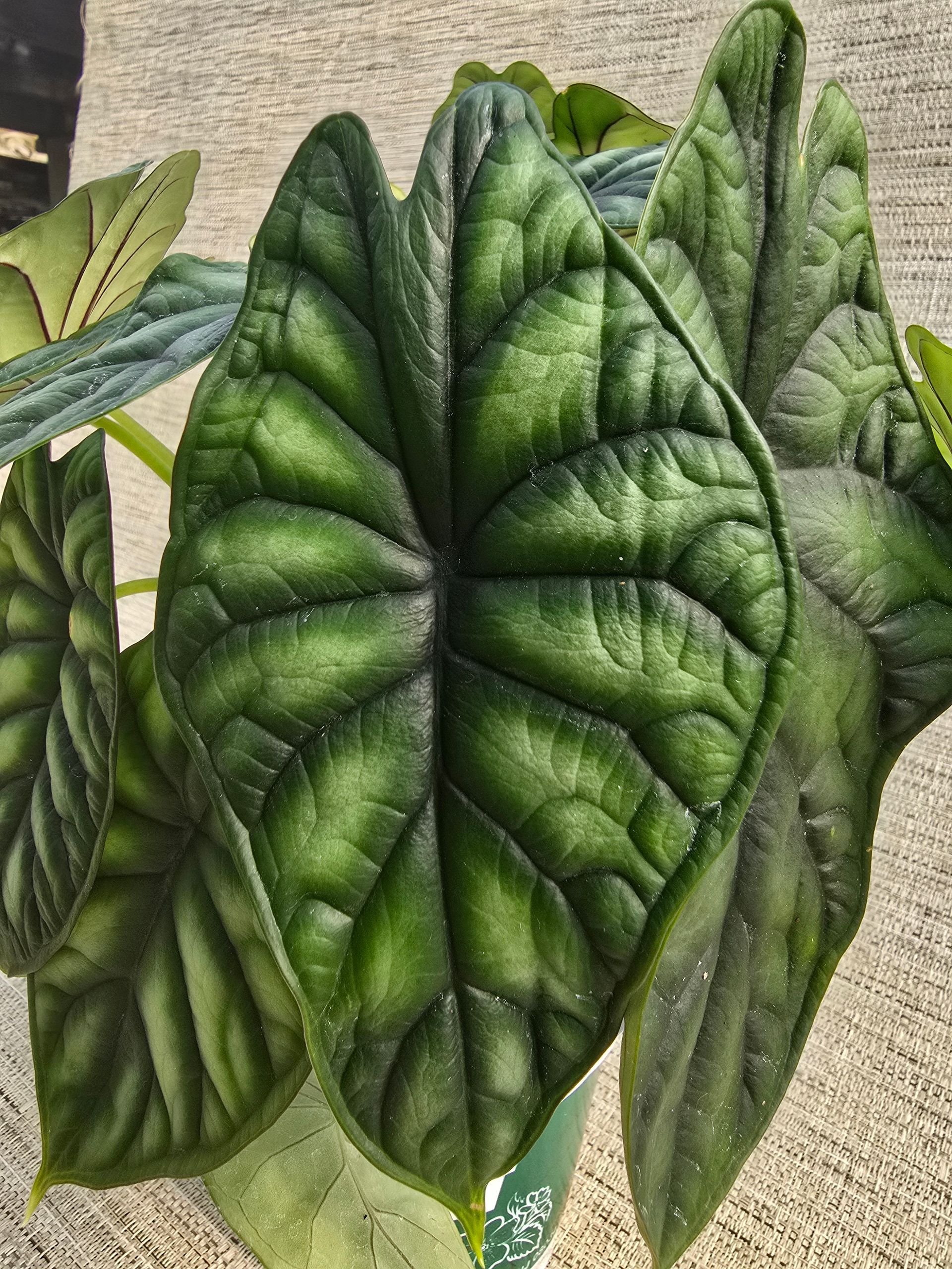 A close up of a green leaf on a plant.