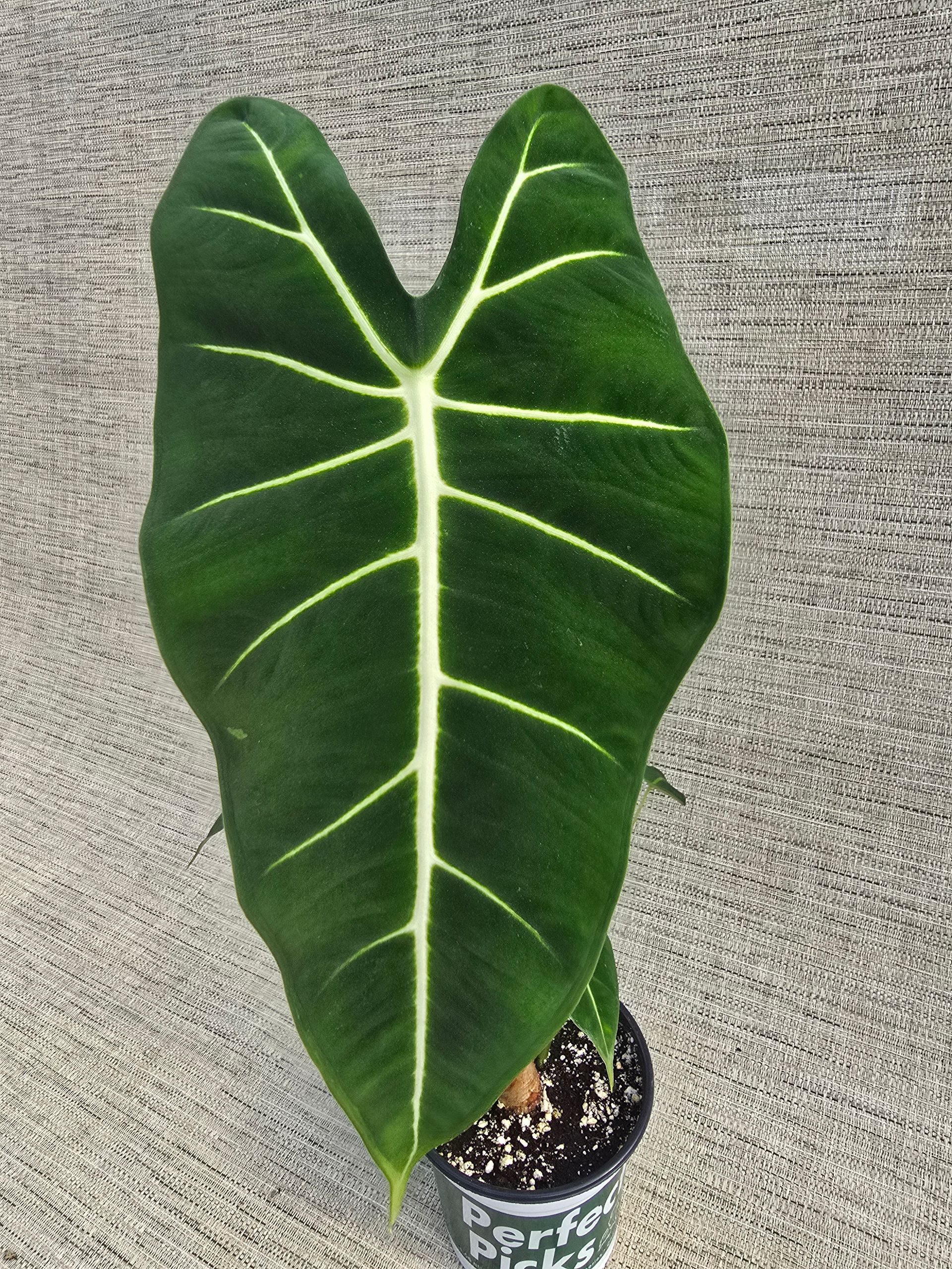 A plant in a green and white pot with the word plants on it