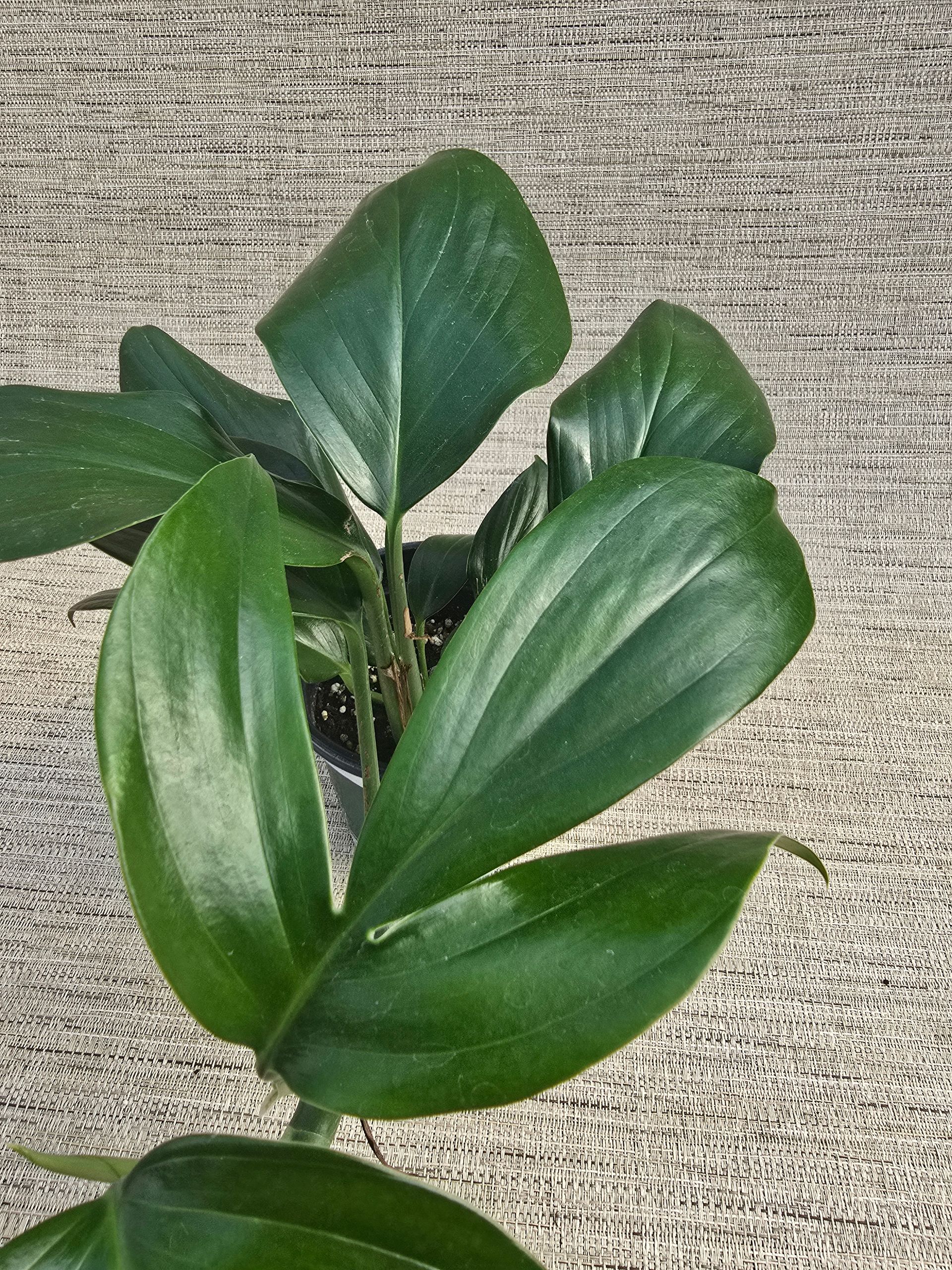 A potted plant with large green leaves is sitting on a table.