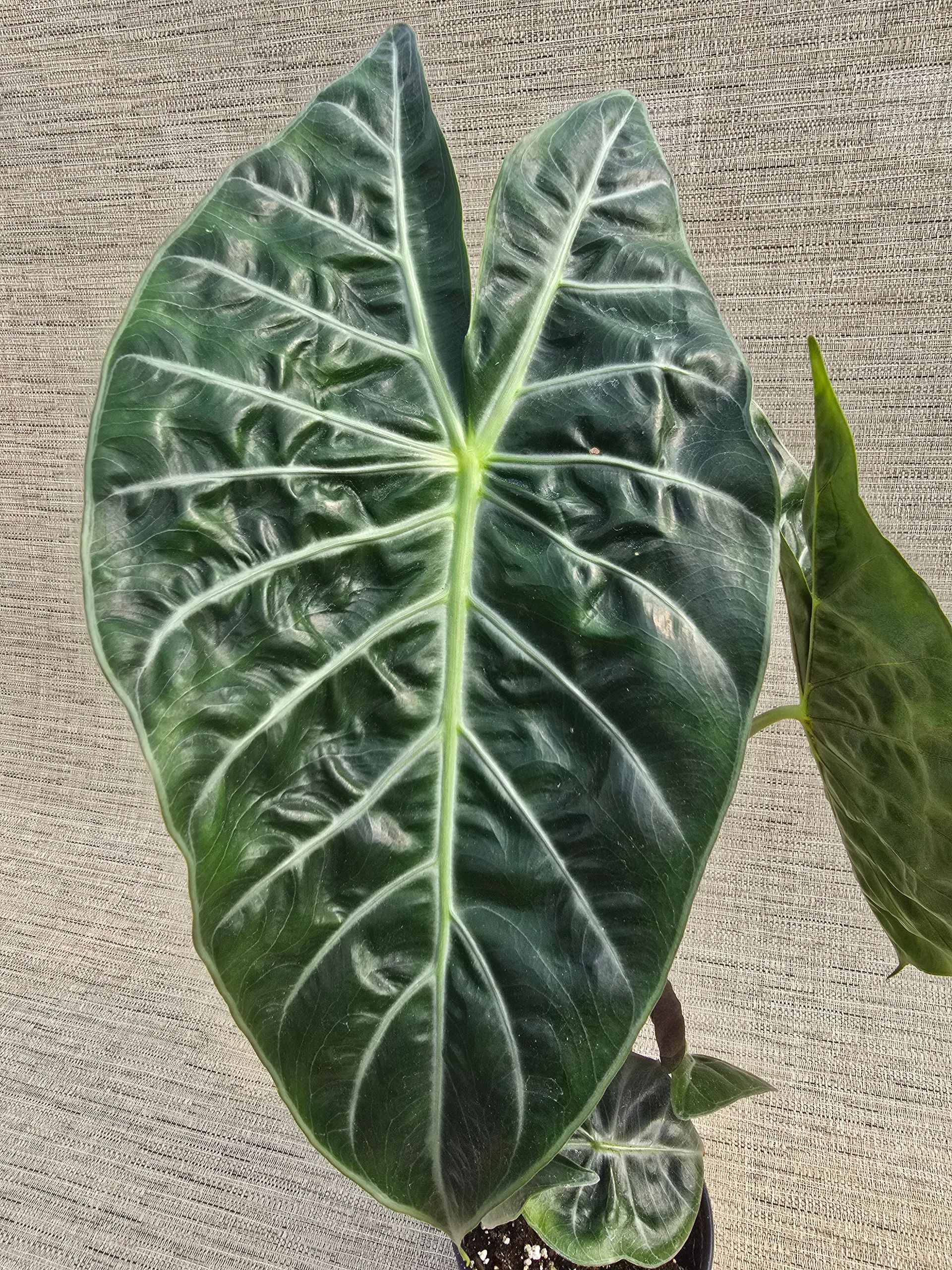 A potted plant is sitting on a concrete surface.