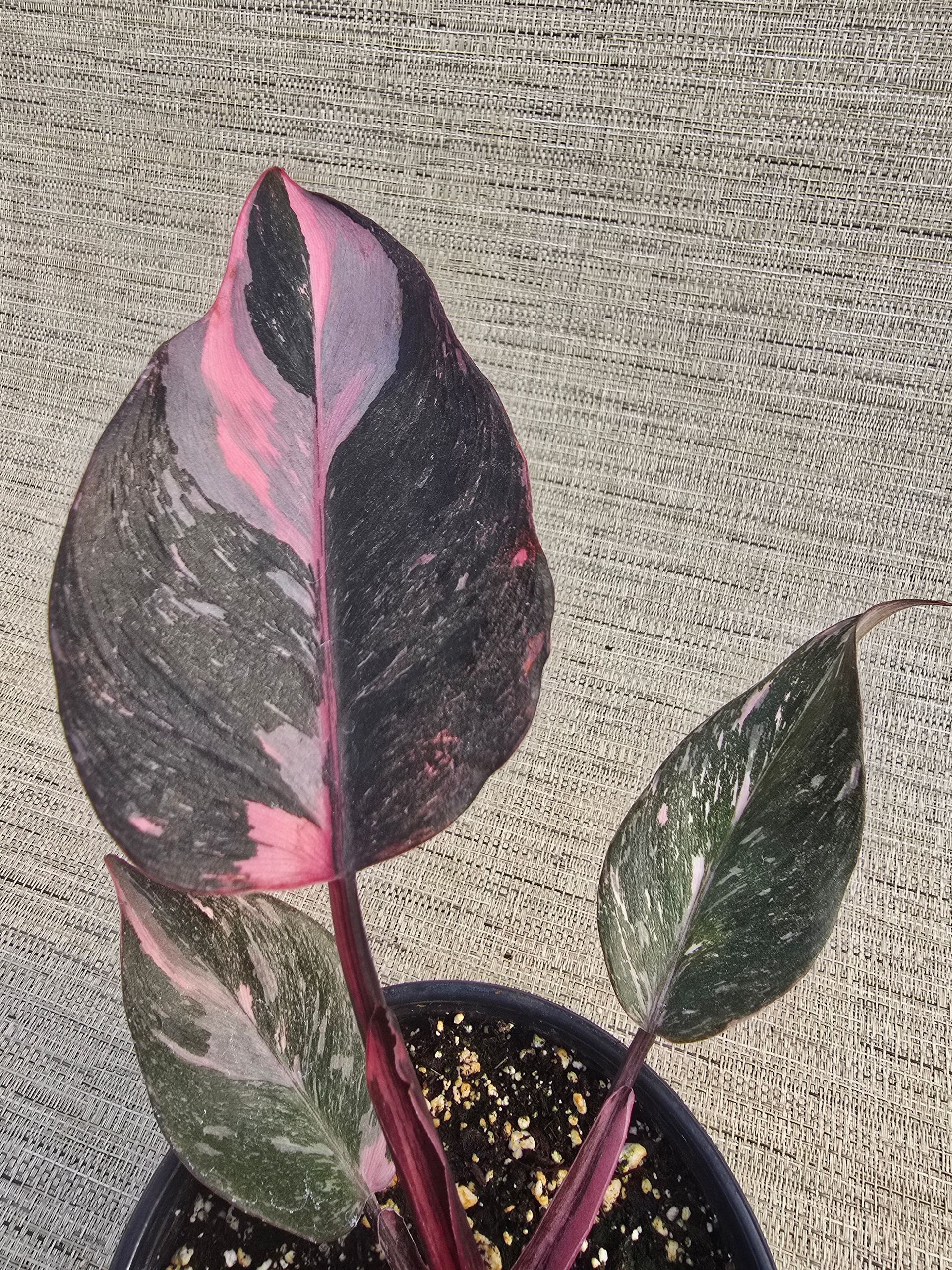 A close up of a plant with pink and black leaves in a pot.