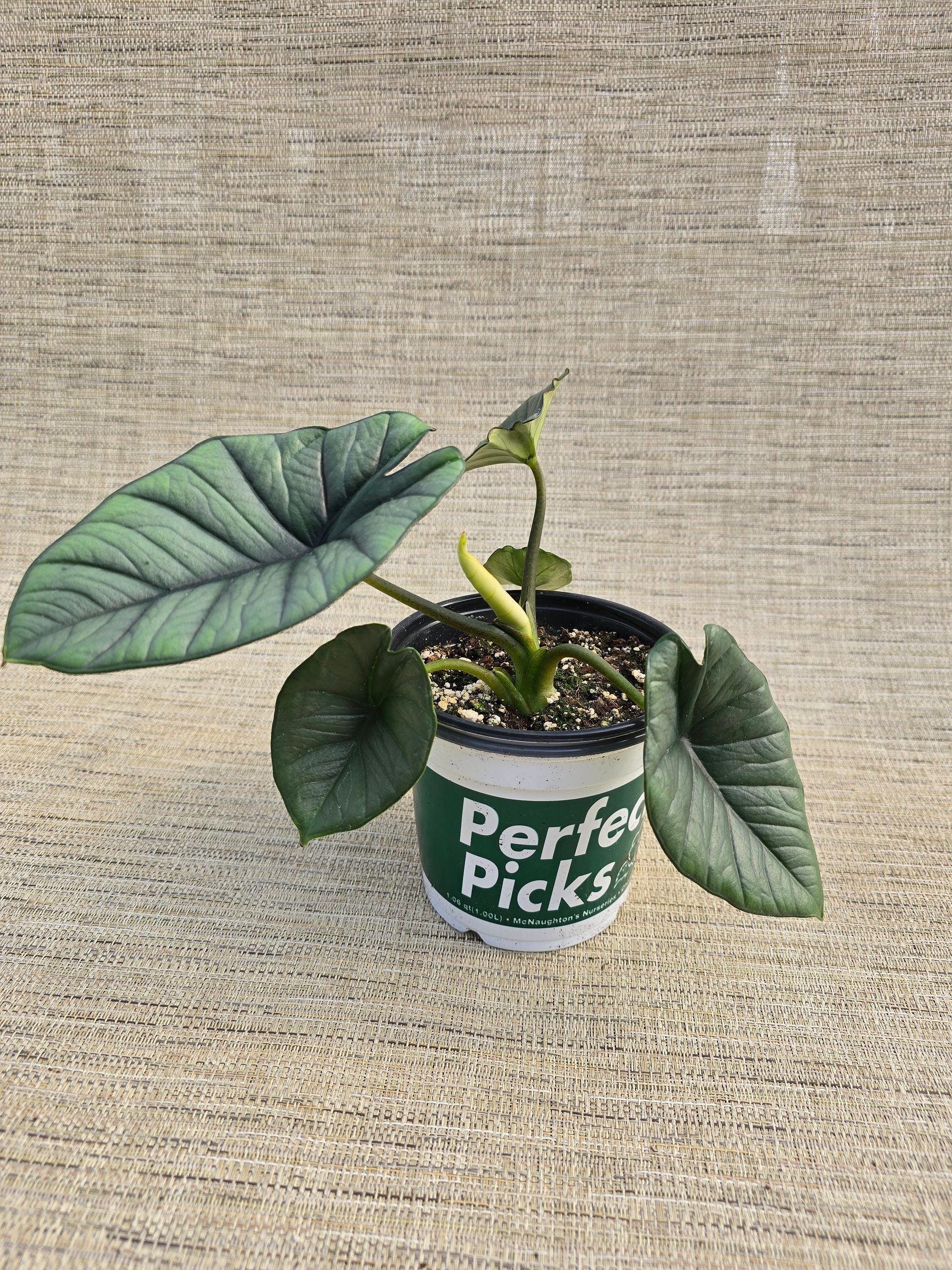 A close up of a green leaf on a concrete surface.