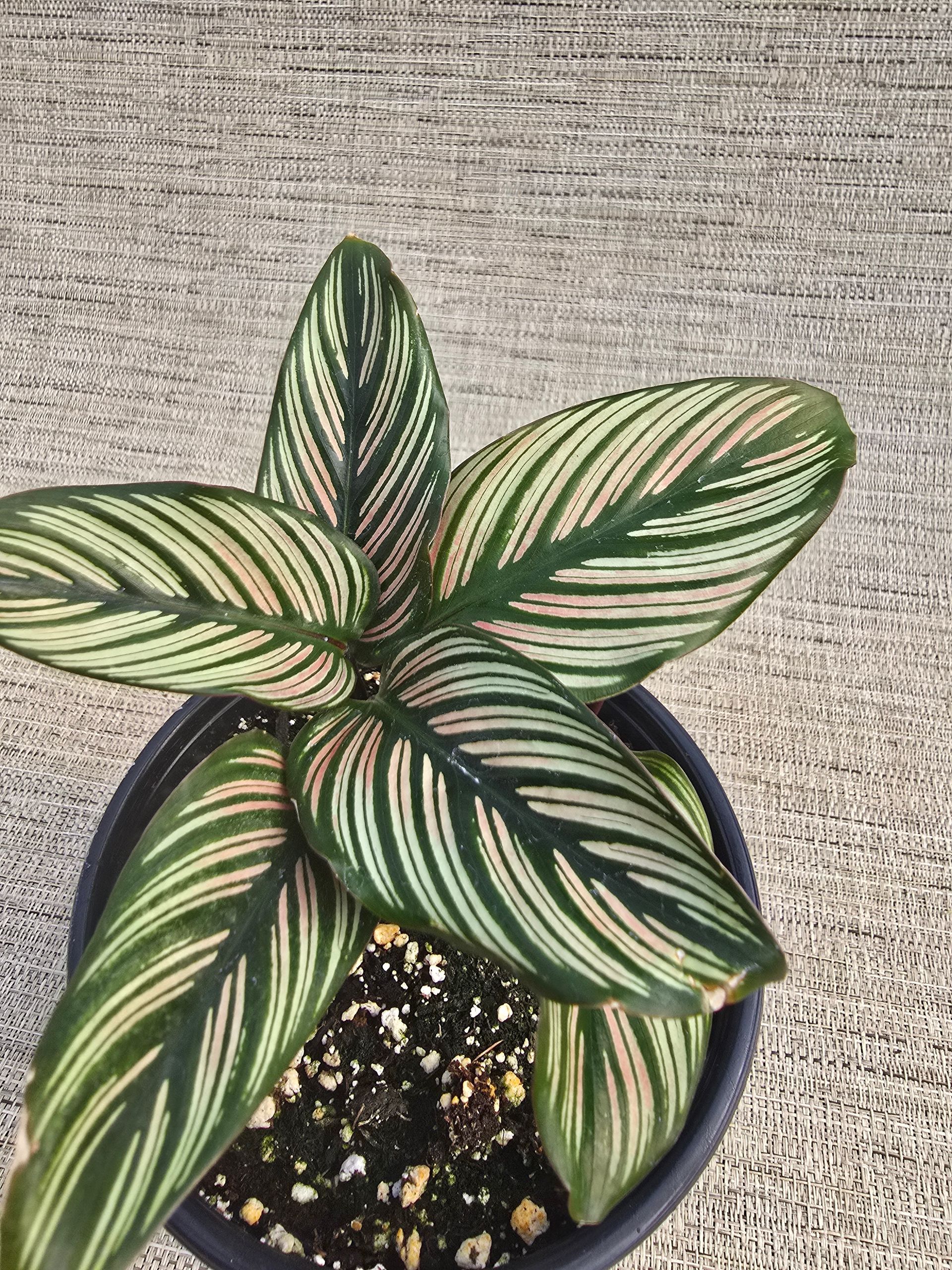 A small plant in a pot is sitting on a carpet.