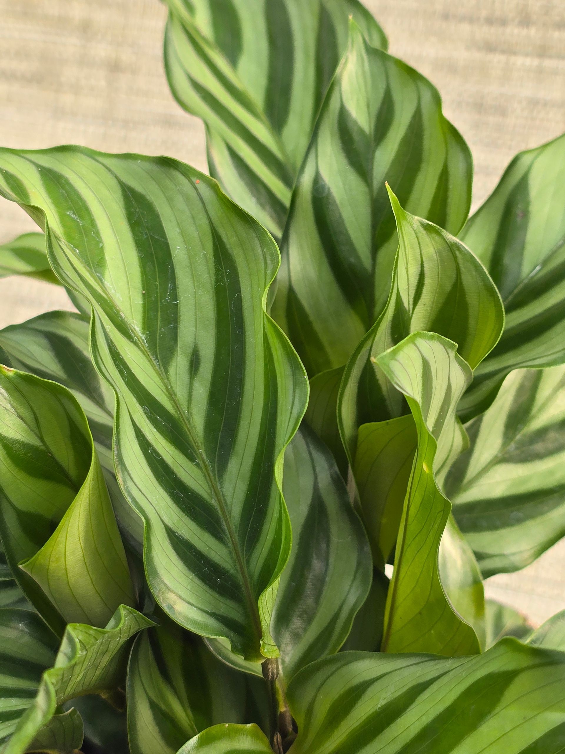 A potted plant with striped leaves is sitting on a concrete surface.