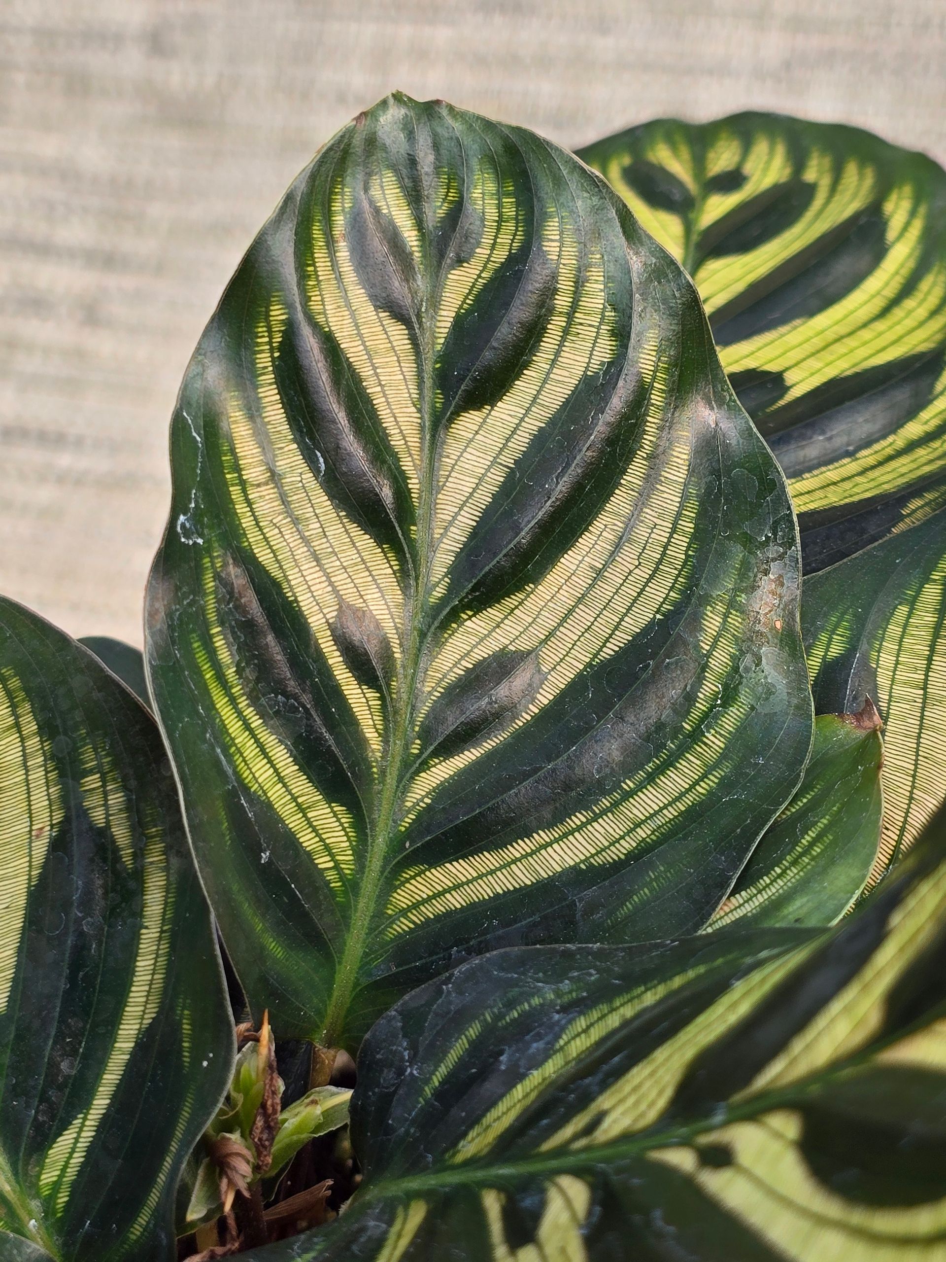 A small plant in a pot is sitting on a carpet.
