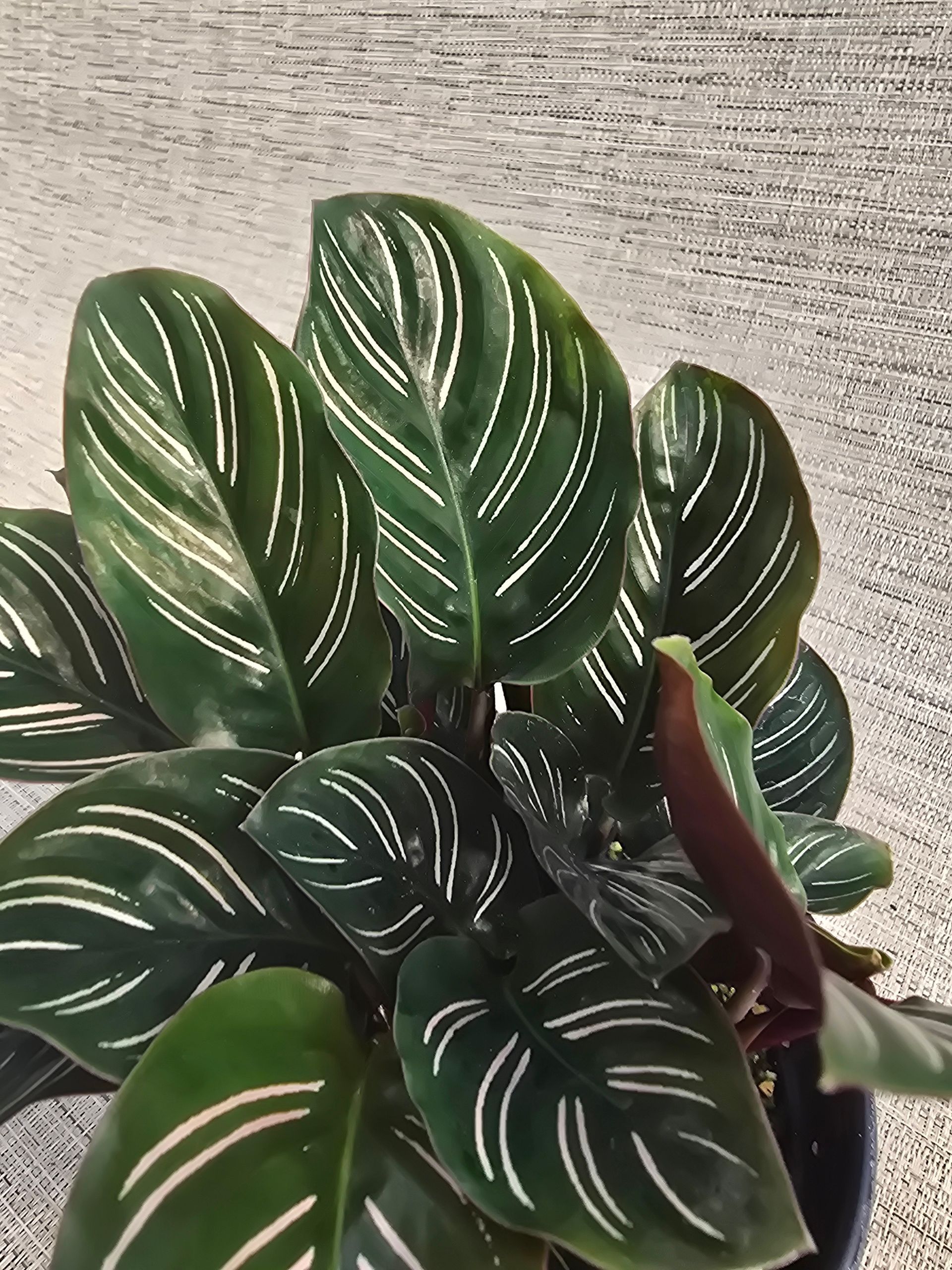 A close up of a green plant with white stripes on the leaves.