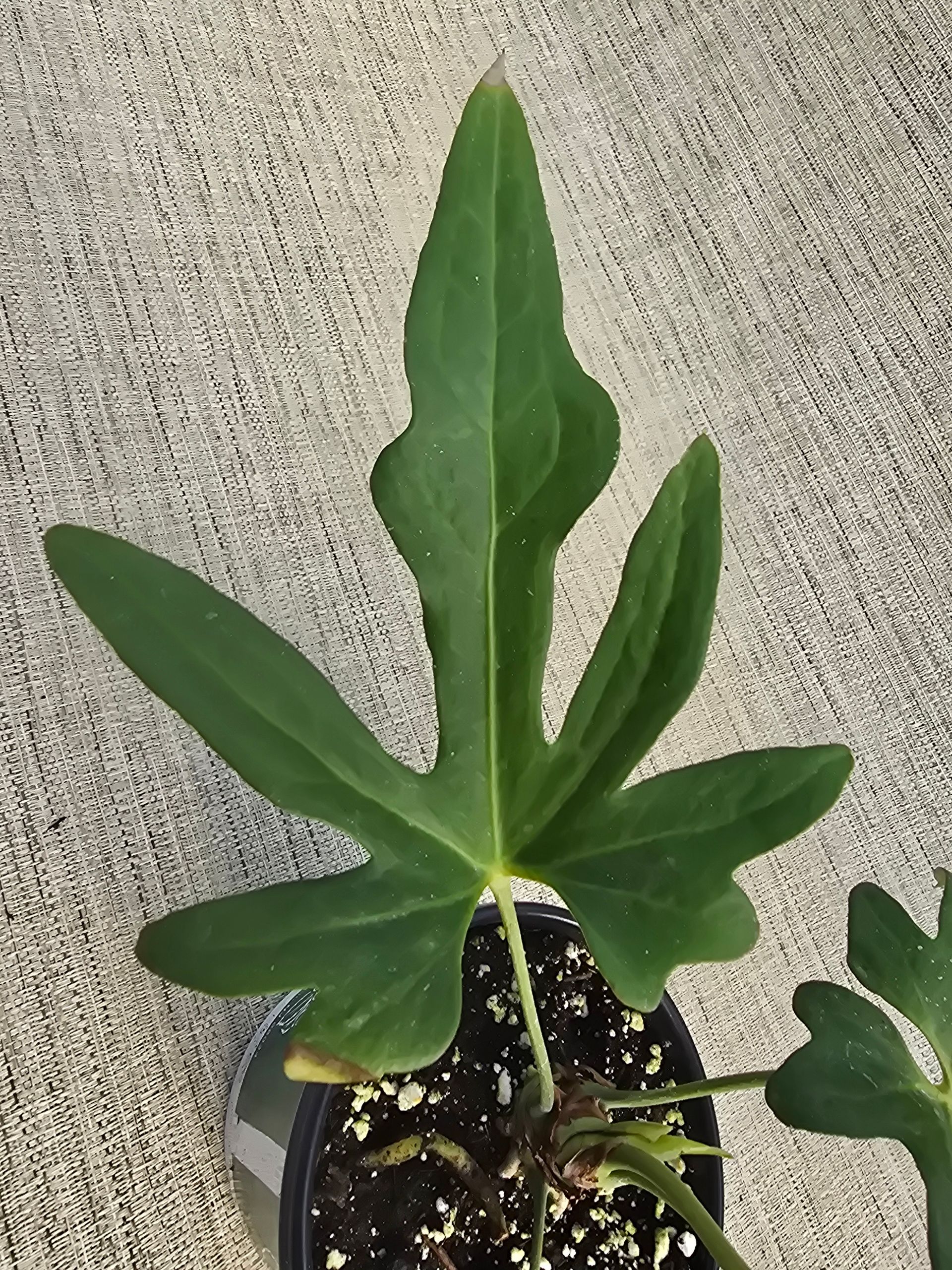 A small potted plant is sitting on a concrete surface.